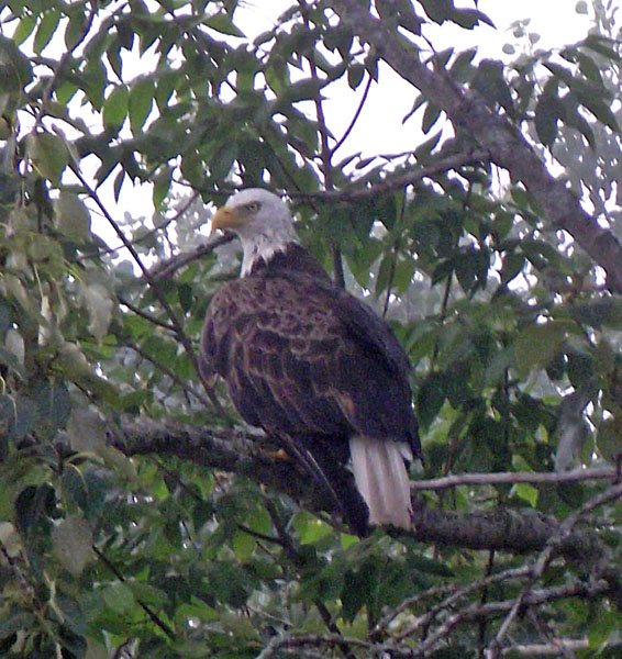 Eagle