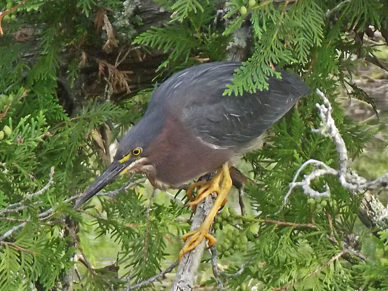 Green Heron